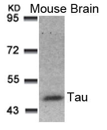 Tau(Ab-181)