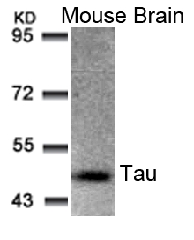 Tau(Ab-205)