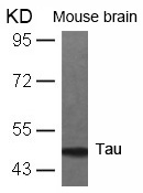 Tau(Ab-231)
