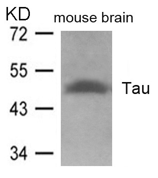 Tau(Ab-262)