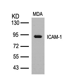 ICAM-1(Ab-512)