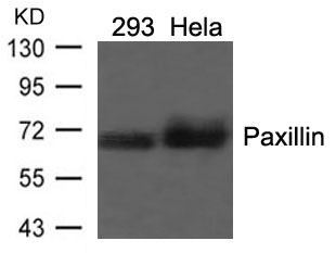 Paxillin(Ab-118)