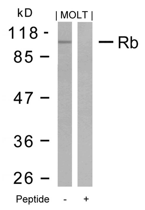 Rb(Ab-795)