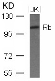 Rb(Ab-780)