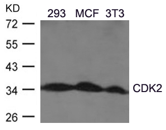 CDK2(Ab-160)