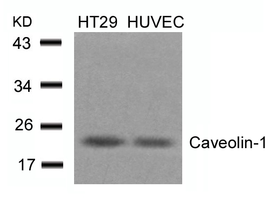 Caveolin-1(Ab-14)