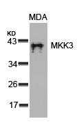 MKK3(Ab-189)