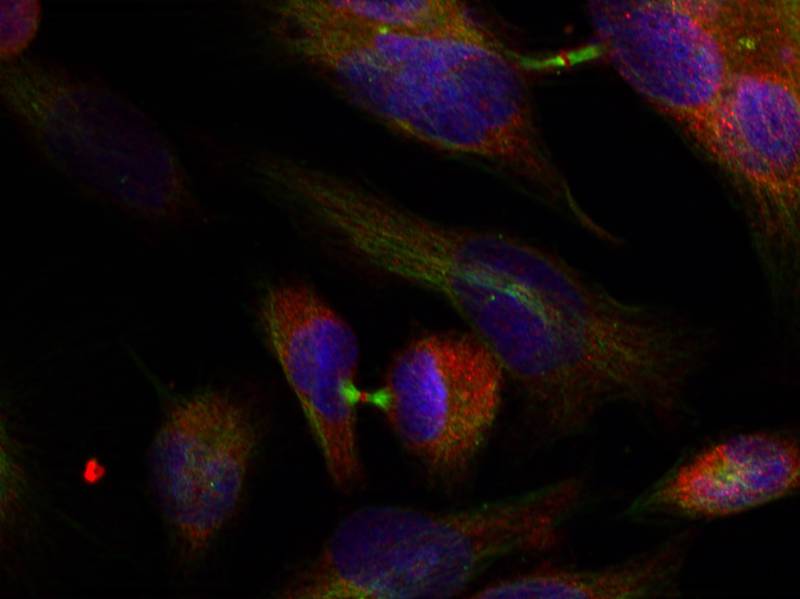 Rabbit Polyclonal Antibody to MKK3(Ab-189)
