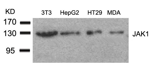 JAK1(Ab-1022)