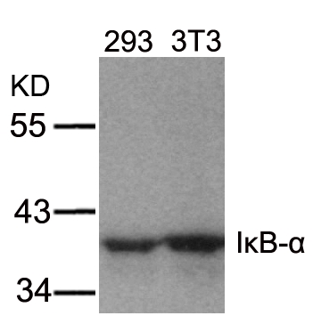 IkB-a(Ab-32/36)