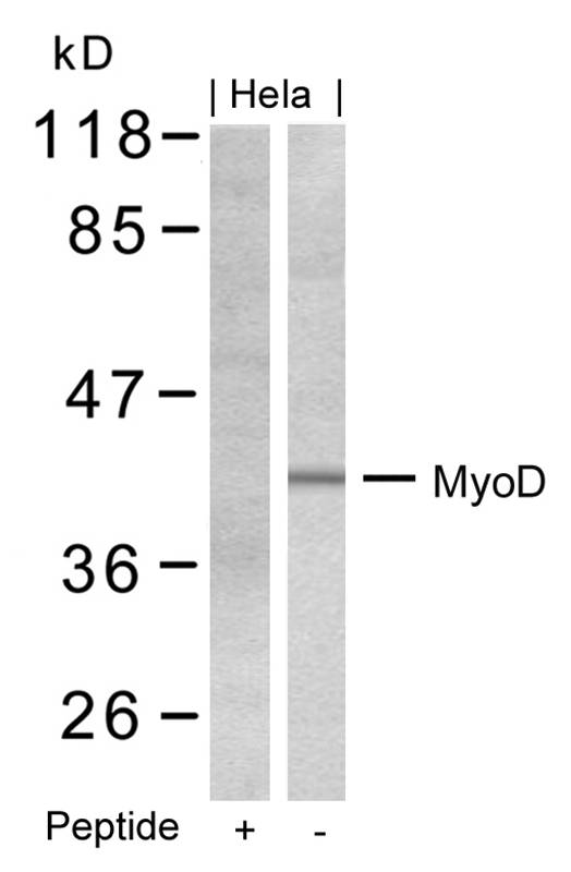 MyoD(Ab-200)