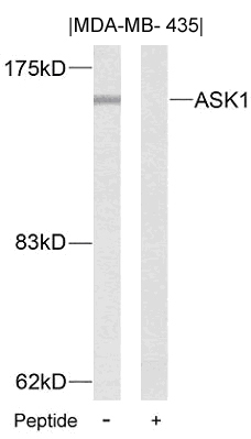 ASK1(Ab-83)
