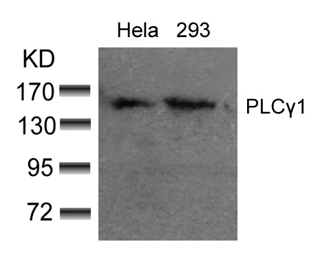 PLCg1(Ab-783)