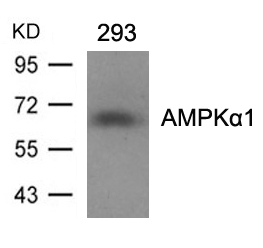 AMPKα1 (Ab-496)