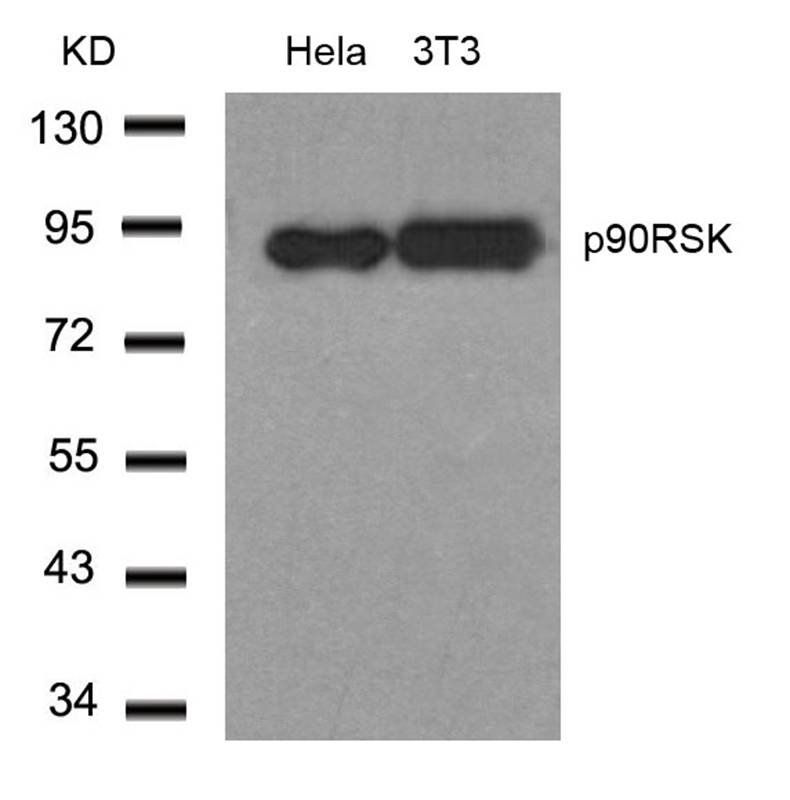p90RSK(Ab-348)