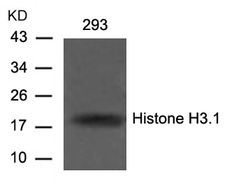 Histone H3.1(Ab-10)