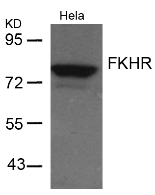 FKHR(Ab-256)