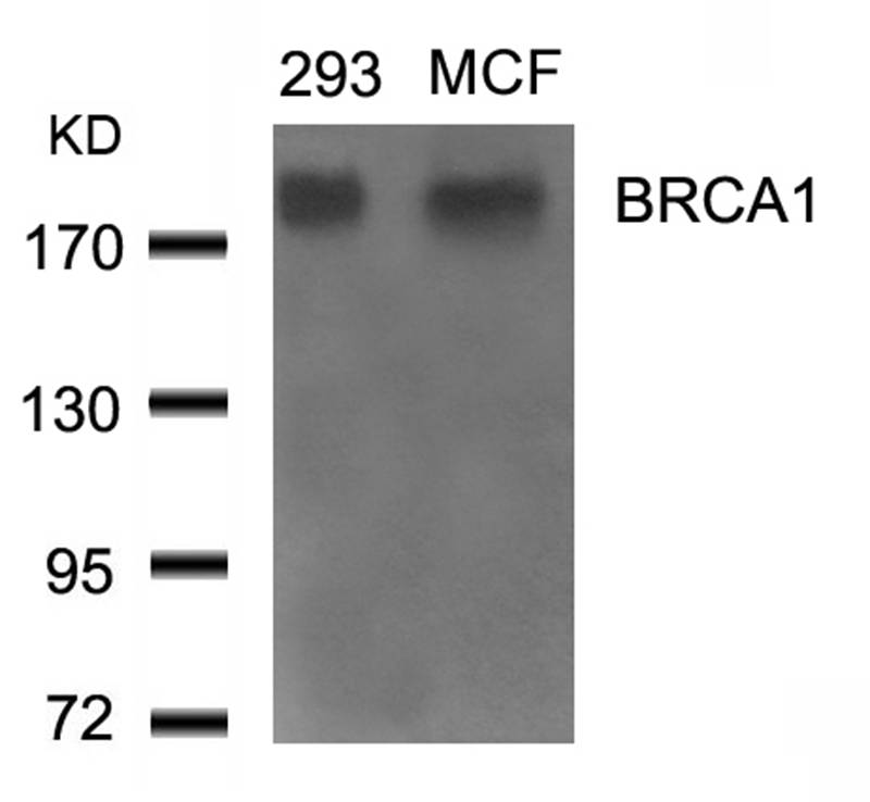 BRCA1(Ab-1524)