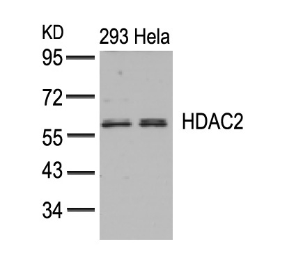 HDAC2(Ab-394)