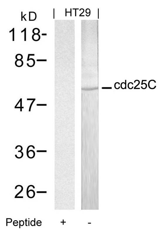 cdc25C(Ab-216)