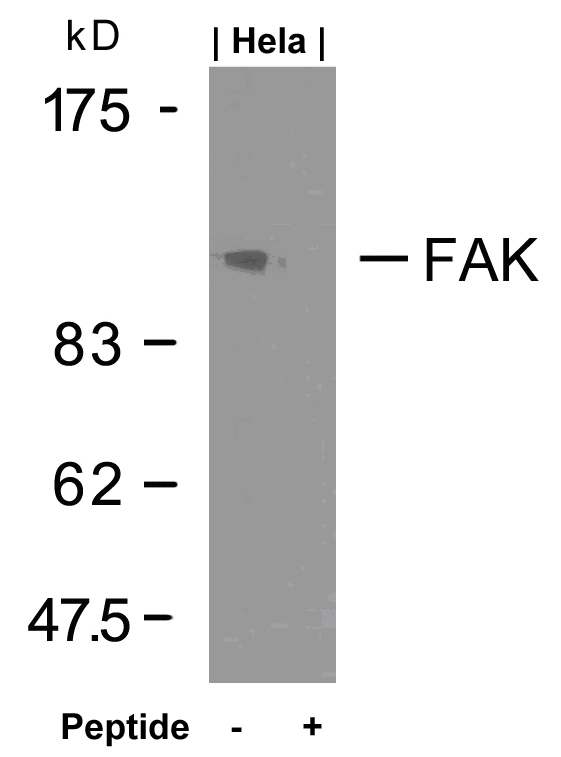 FAK(Ab-925)