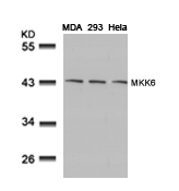 MKK6(Ab-207)