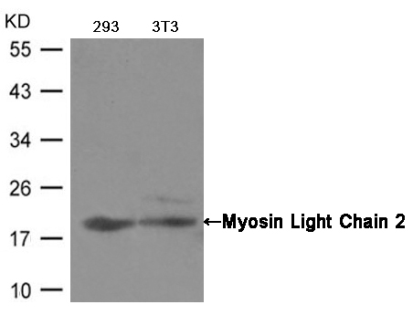 Myosin Light Chain 2 (Ab-19)
