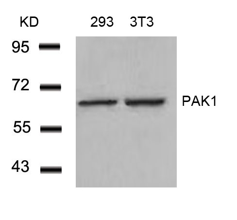 PAK1(Ab-212)