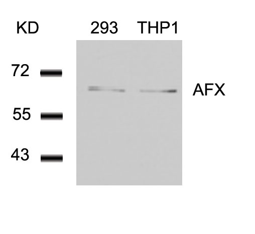 AFX(Ab-197)