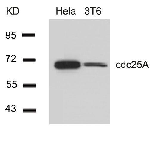 cdc25A(Ab-76)
