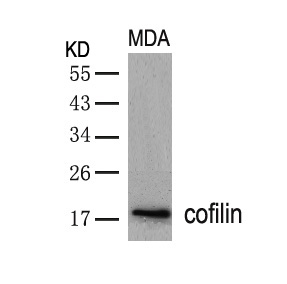 cofilin(Ab-3)
