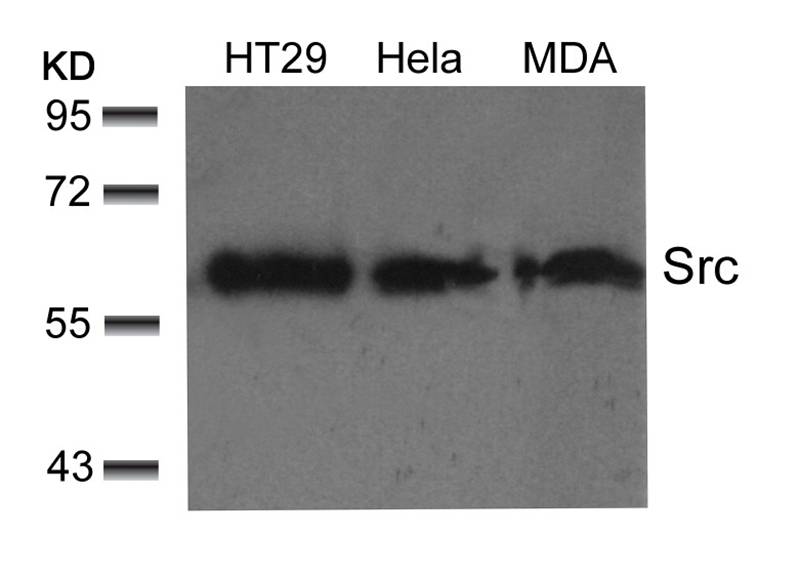 Src(Ab-529)