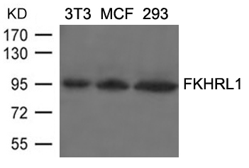 FKHRL1(Ab-253)