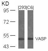 VASP(Ab-239)