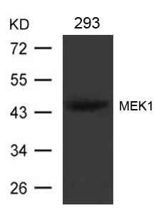 MEK1(Ab-221)