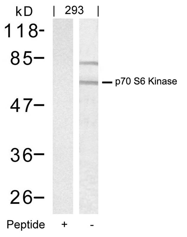 p7S6 Kinase(Ab-389)