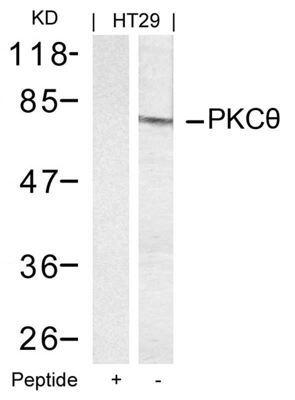 PKCth(Ab-695)