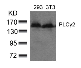 PLCg2(Ab-753)