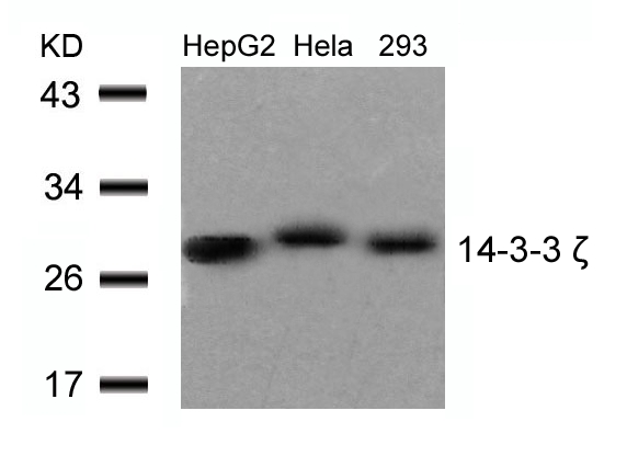 14-3-3z(Ab-58)