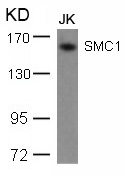 SMC1(Ab-957)