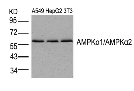 AMPKα1/AMPKα2 (Ab-183/172)