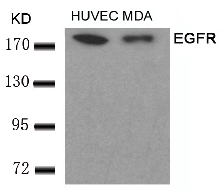 EGFR(Ab-693)