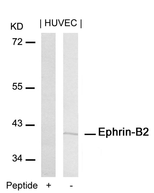 Ephrin-B2(Ab-316)