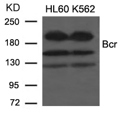 Bcr(Ab-177)