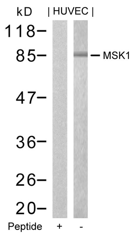 MSK1(Ab-376)