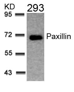 Paxillin(Ab-31)