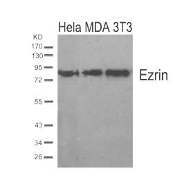 Ezrin(Ab-567)