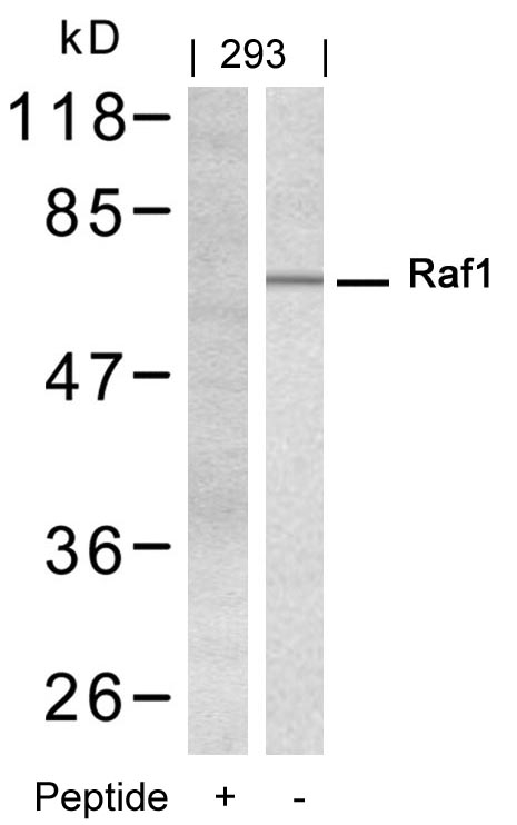 Raf1(Ab-338)