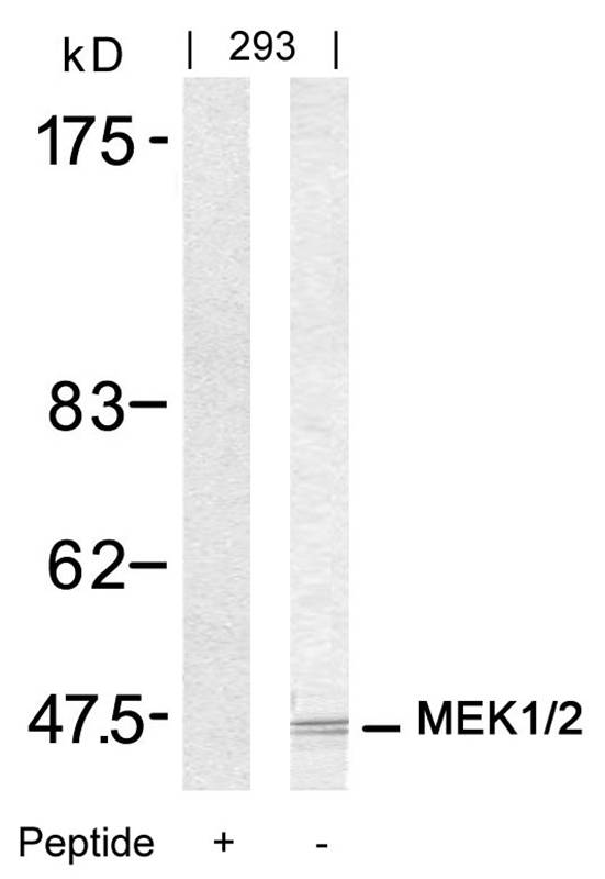 MEK1/MEK2(Ab-217/221)