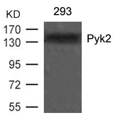Pyk2(Ab-402)
